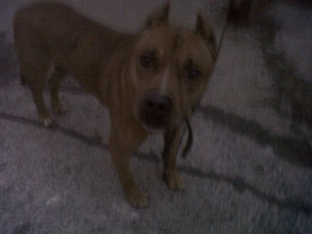 regalo pitbull