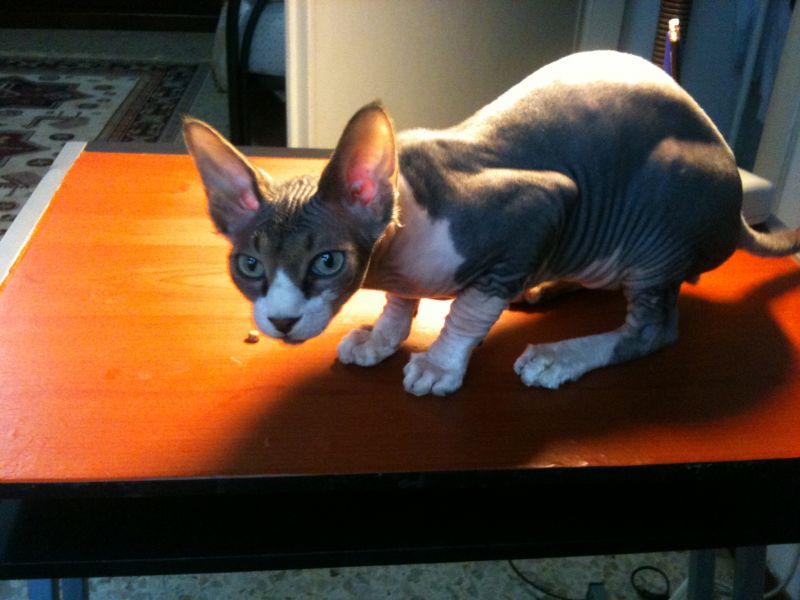 Bellissimo maschio sphynx cerca fidanzata