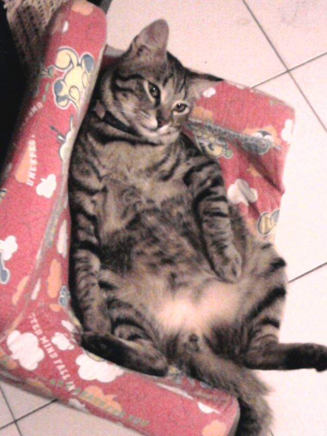 Questo è il mio trono!