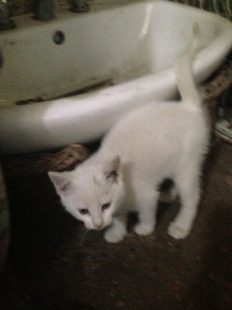 MICETTA BIANCA CERCA CASA !