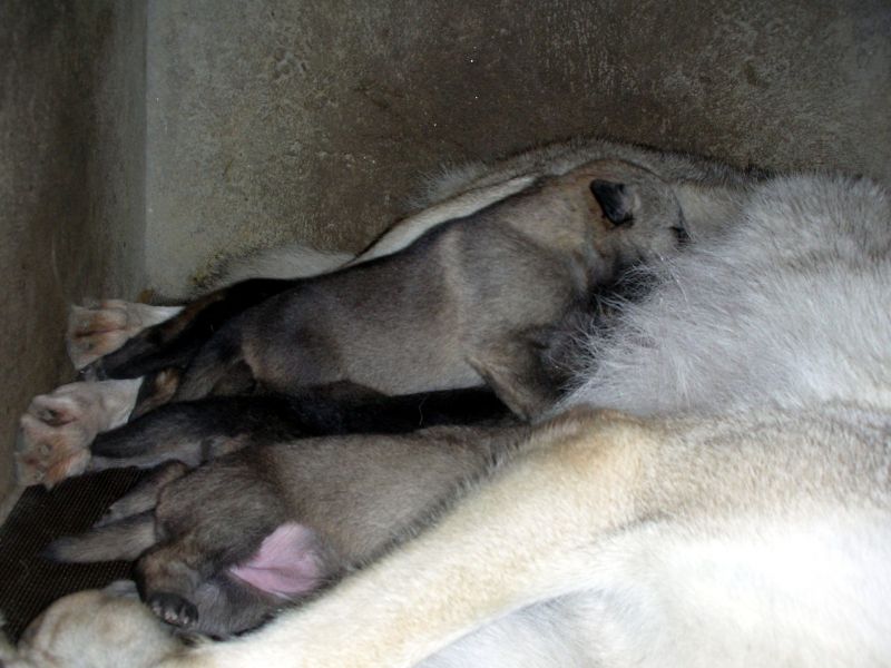 CUCCIOLI DI CANE LUPO CECOSLOVACCO