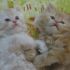Cuccioli di gatti persiani