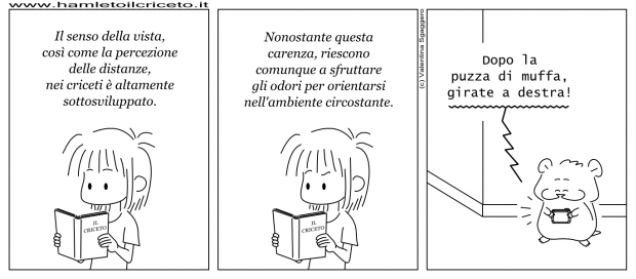 Odorientamento