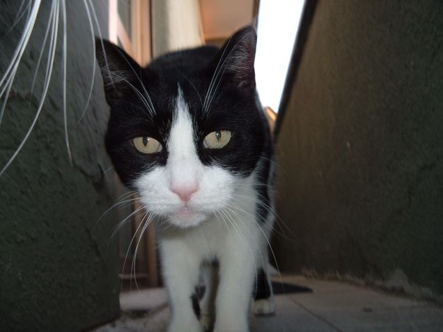 Ciro