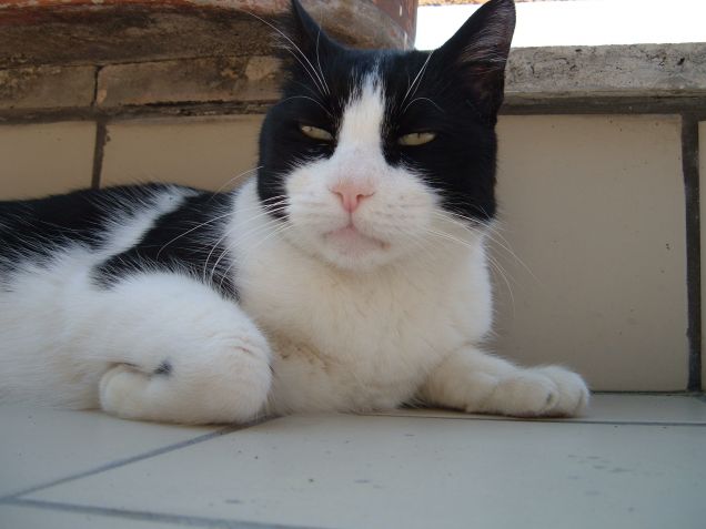 Ciro