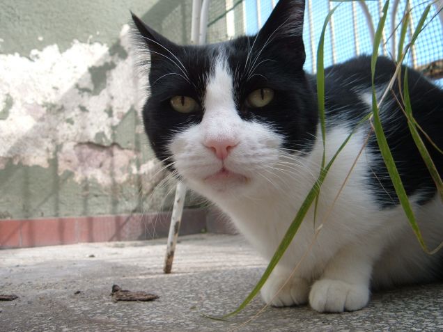 Ciro