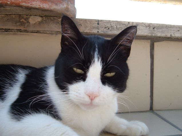 Ciro
