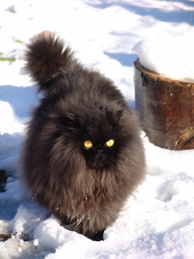 CON IL MIO COLORE NON RIESCO A MIMETIZZARMI