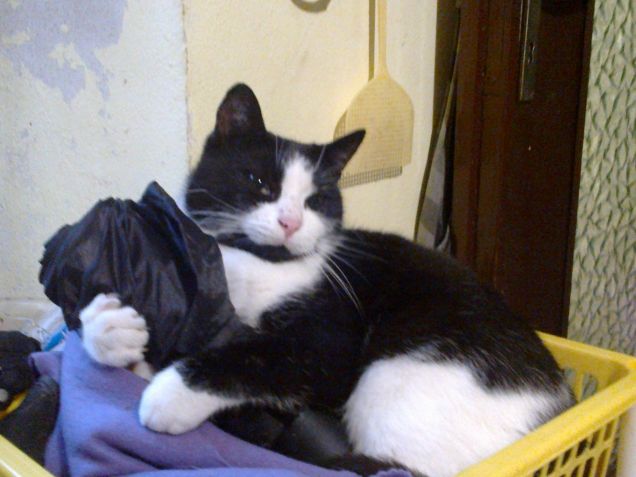 silvestro pronto per la pioggia