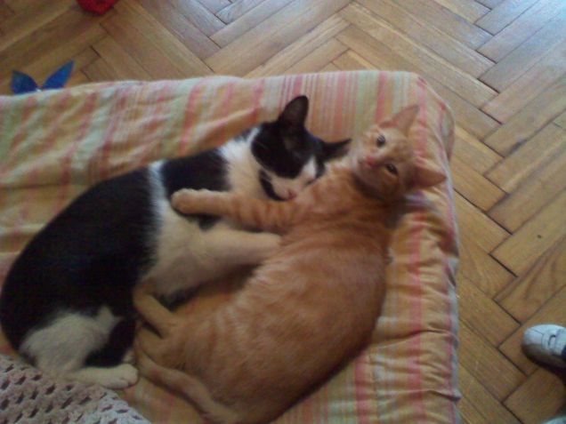 nanna leo e silvestro