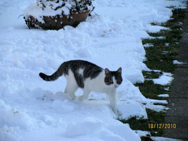 IL GATTO DELLE NEVI