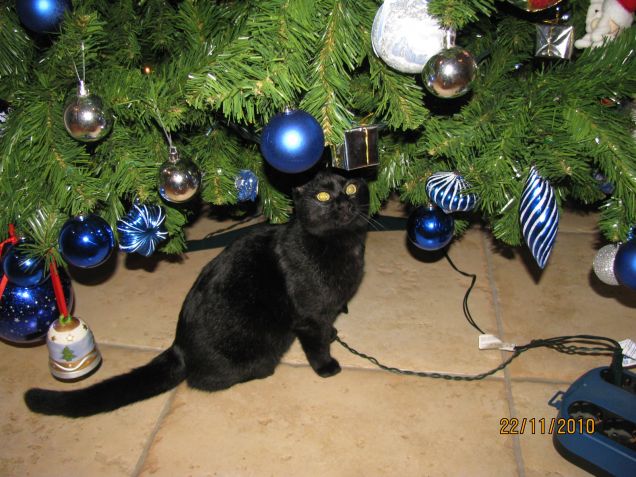 Natale Gattoso