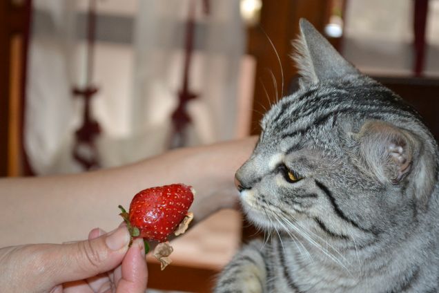 "io la frutta non me la magno..."