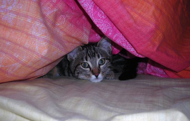 che bel calduccio sotto il piumone...