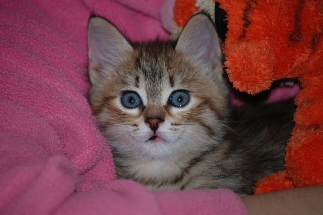 Tenerezza azzurro cielo =)