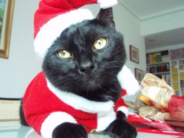 gatto natale