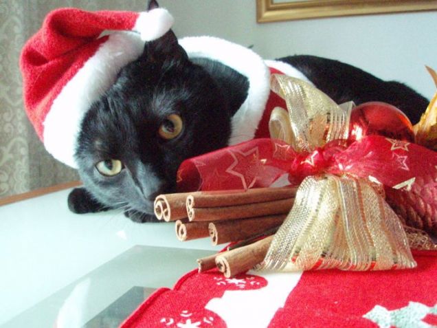 ho sistemato bene le decorazioni?