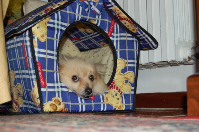 la casetta dei volpini