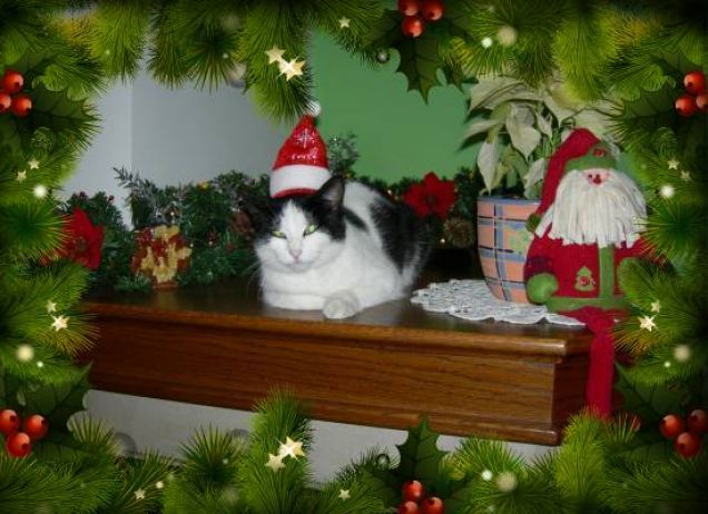 Gatta Natale