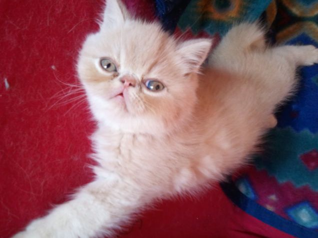 Attila....er mejo!!!