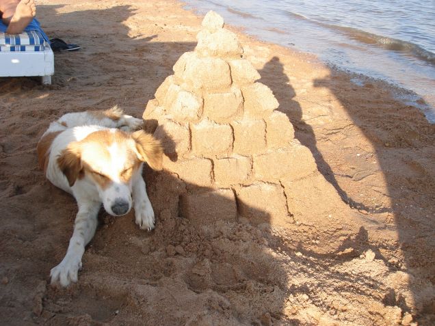 Cane Guardia della Piramide