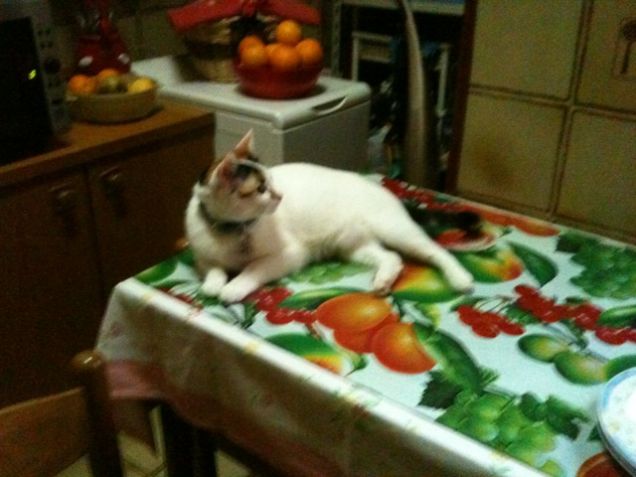 sono 1 bel soprammobile