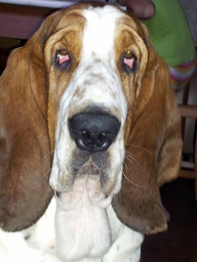 Sembro Grande ma sono Piccolino ancora ho solo 13 mesi,il mio nome è Achille 