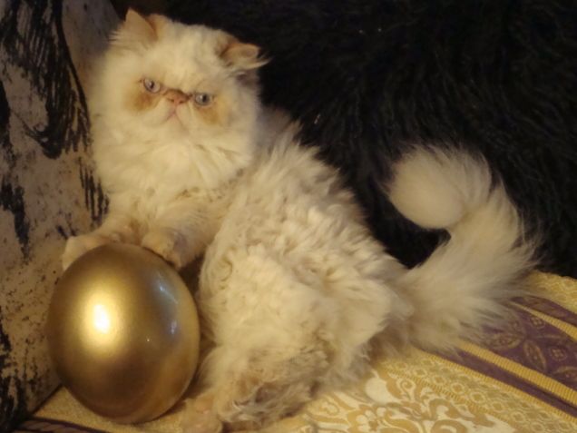 sono una gatto dalle uova d'oro