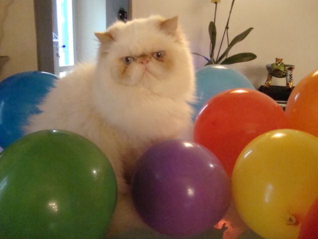 ballon cat