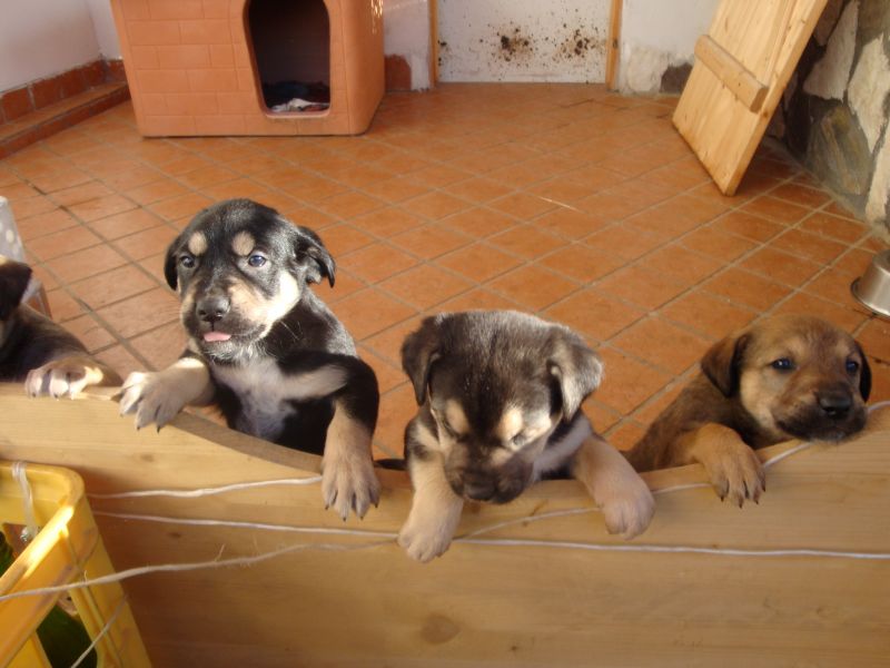 cucciolotte cercano casa