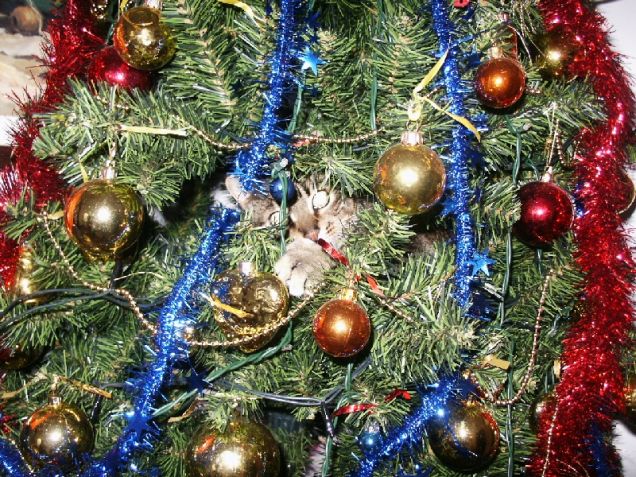 toomy, la decorazione piÃ¹ bella dell'albero!