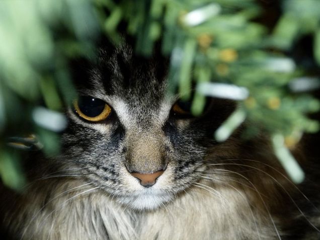 Pensieri sotto l'albero di Natale...