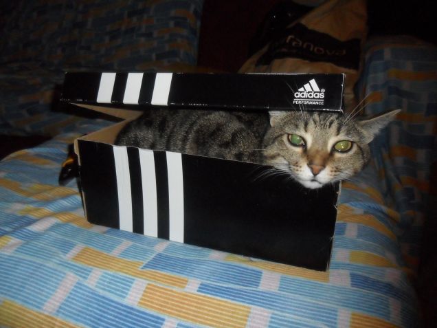 cometa ama le scatole