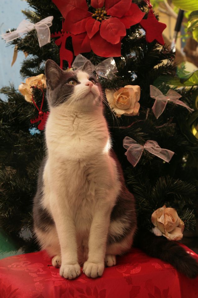 gaia e l'albero di natale