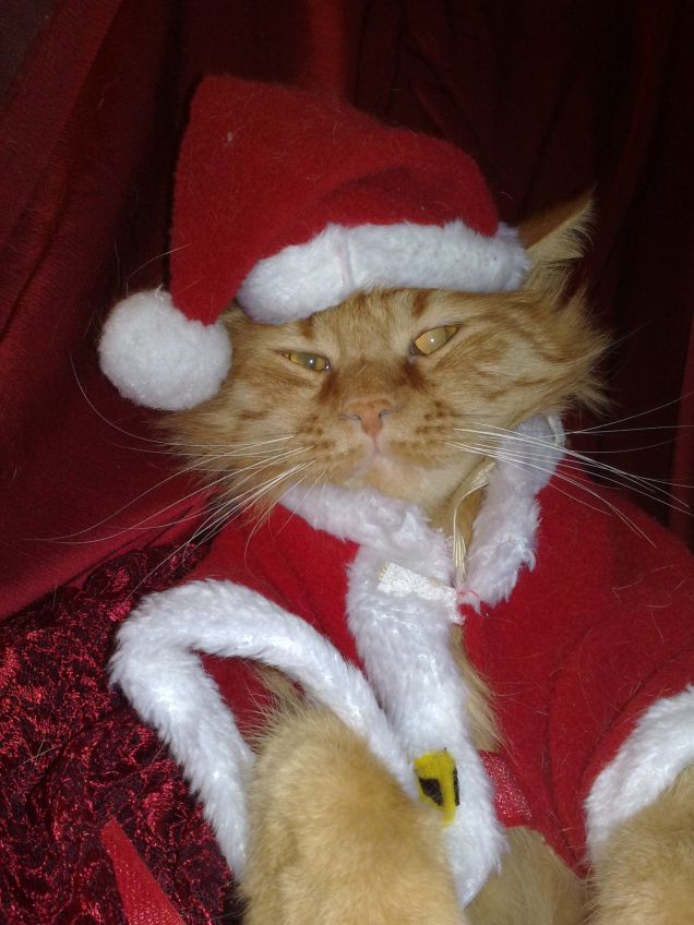 il gatto di Babbo Natale