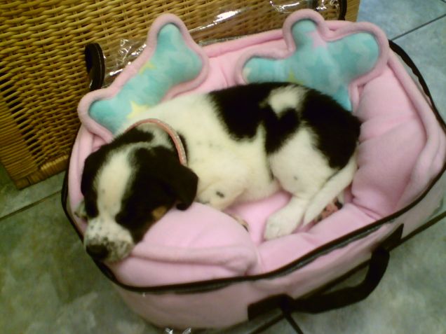 kitty a 3 mesi dolce cucciola mia principessa