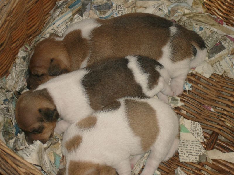 cuccioli di jack russel