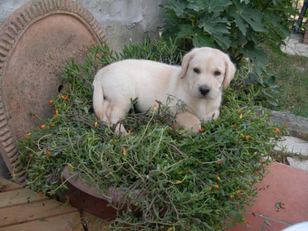 Pedro da cucciolo