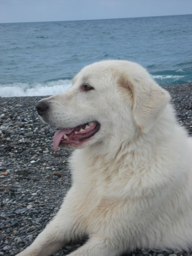 Rayan (Pastore abruzzese)