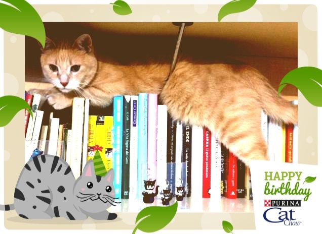 Quanti libri sui miei amici gatti!