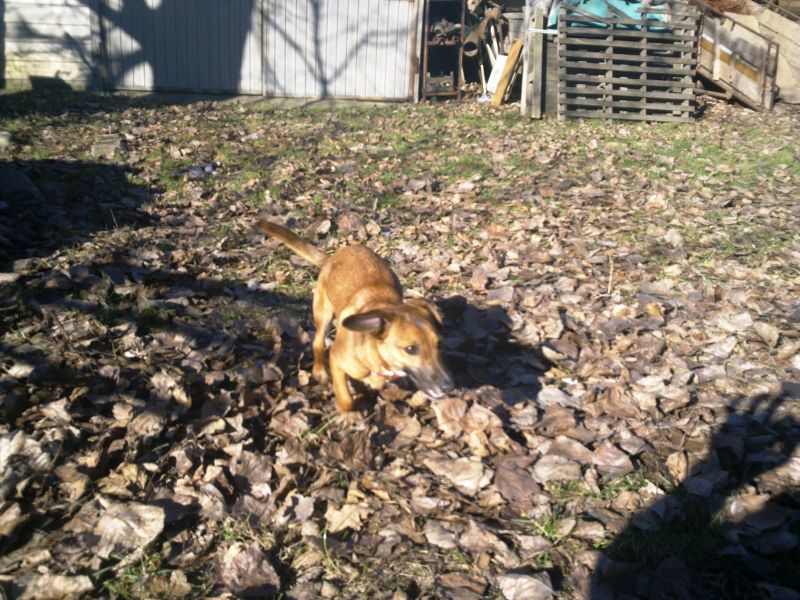 Cagnolina taglia piccola