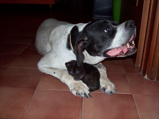 Peluzzo si Ã¨ trovato una mamma