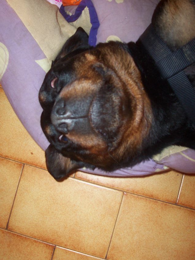 rottweiler tascabile