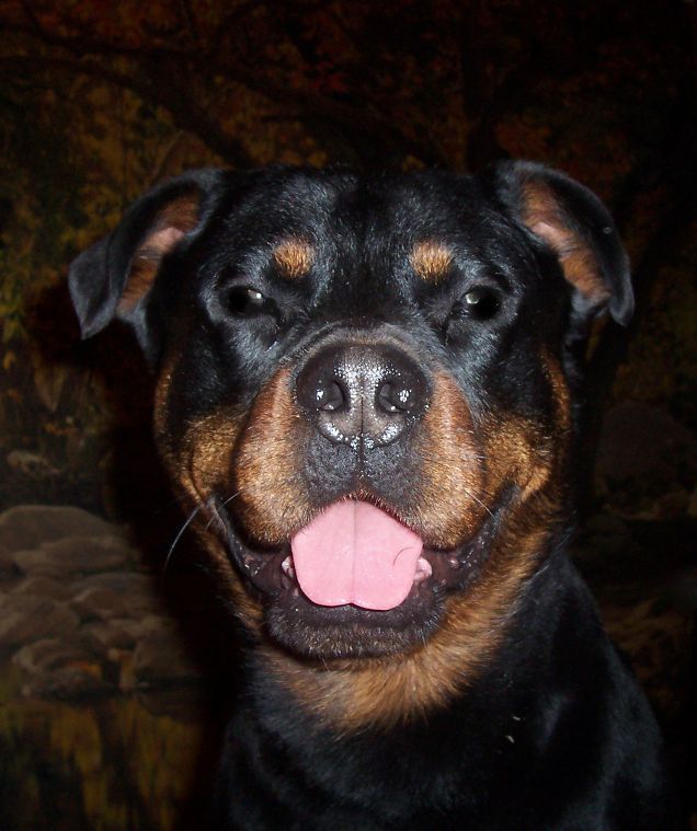 Rottweiler Urto