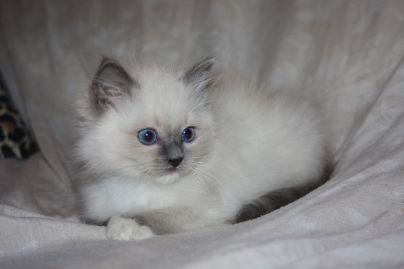 cucciolo Ragdoll