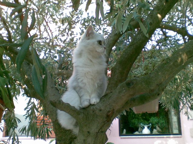 Gigino in giardino