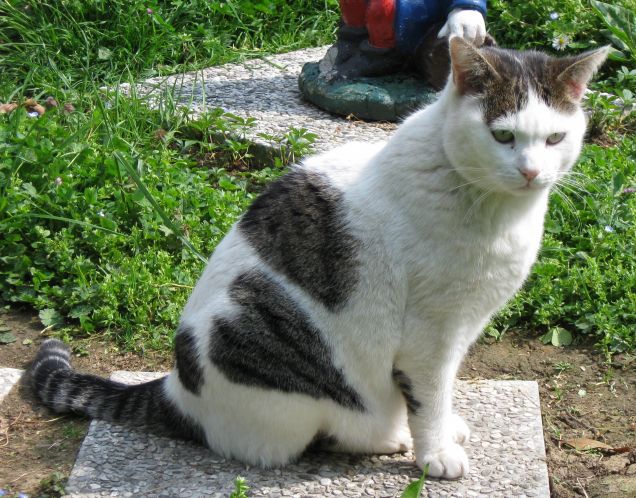 Paco, il gatto col cuore....guarda!!!