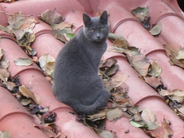 Oscar.....il gatto sul tetto
