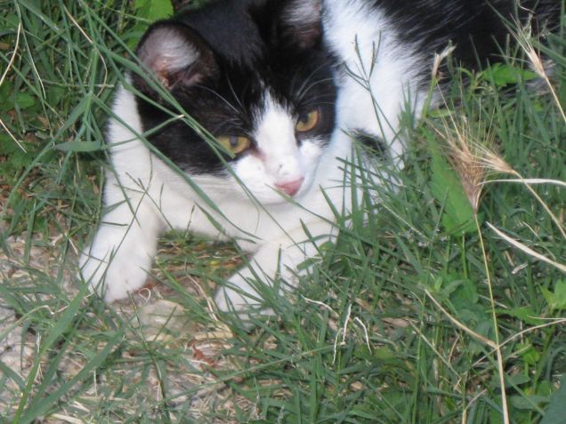 Felixia, tra l'erbetta......