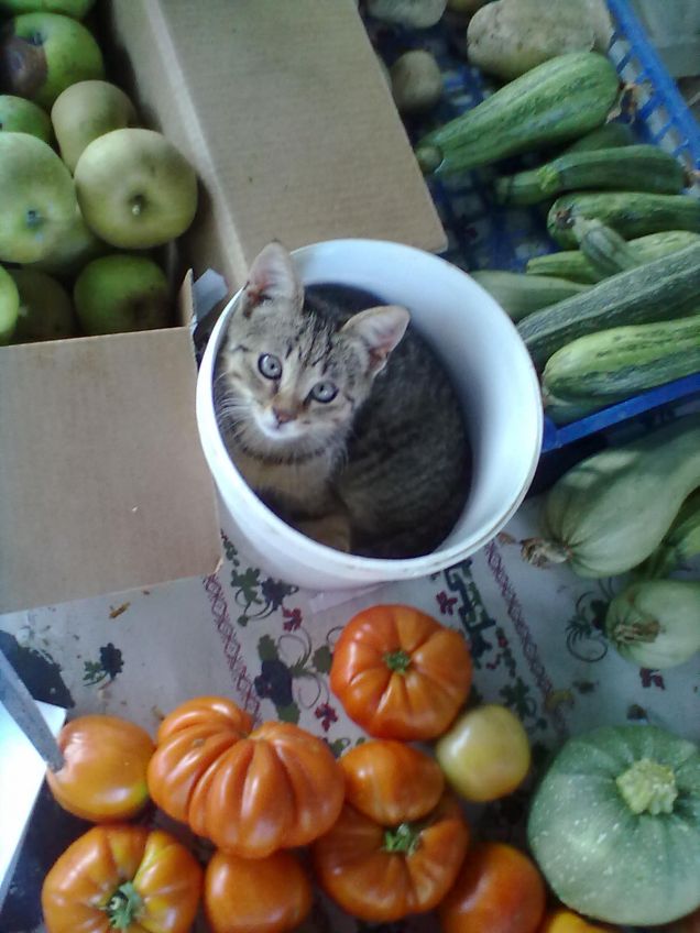 Jimmy......nel secchio!!!